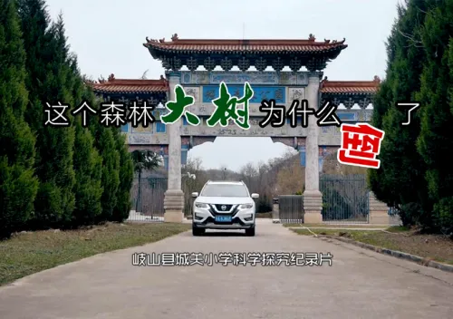 科学探究：《这个森林的大树为什么倒了》